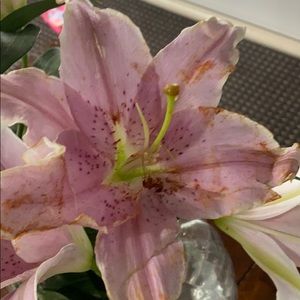 Meet your Posher, Vanessa